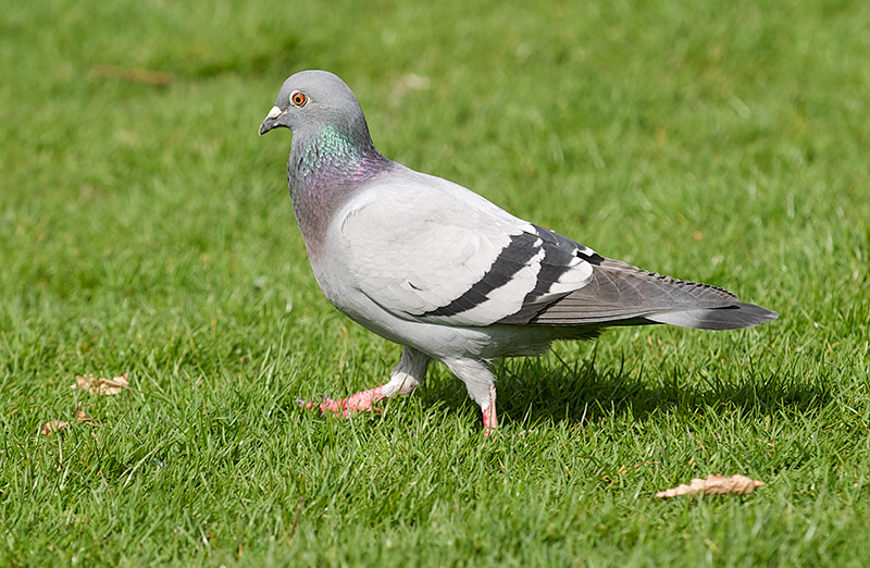 Bydue - Feral Pigeon (Columba livia domestica).jpg